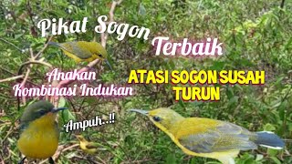Download lagu Suara Pikat Sogon Anakan Kombinasi Indukan Terbaik mp3