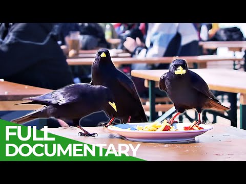 Ravens Intelligent Rascals of the Skies