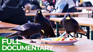 Ravens - Intelligent Rascals of the Skies | Free Documentary Nature