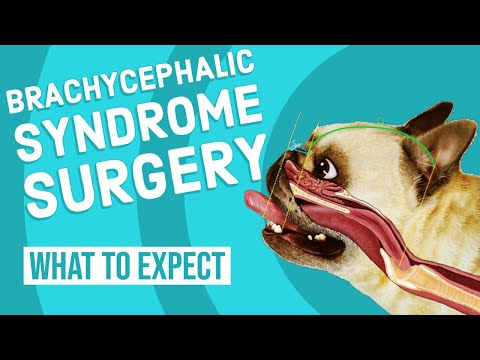 Brachycephalic Syndrome Surgery | What to Expect