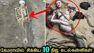 Download lagu கேமராவில் சிக்கி அனைவரையும் மிரளவிட்ட 10 உண்மையான கடல்கன்னிகள்! | Real Mermaids Caught on Camera mp3