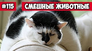 Смешные животные - кот на расслабоне | Bazuzu Video ТОП подборка 115, март 2018