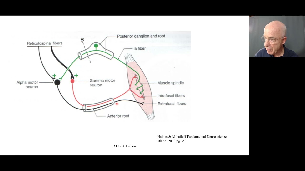 Aparelho vestibular aula 2 Fisiologia