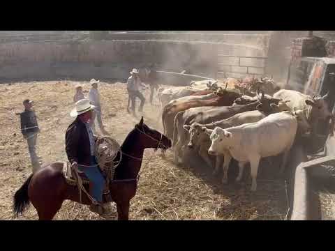 Arreando ganado en Santa Barbara, Teocaltiche