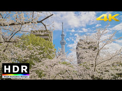 4K HDR // Tokyo Cherry Blossoms 2022 - Sumida River - Asakusa, Japan