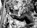 TARZAN YELL Johnny Weissmuller At RKO Studios
