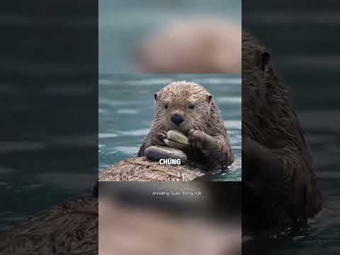 Rái cá biển tụ tập thành nhóm