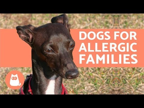 10 Hypoallergenic Dog Breeds for Allergic Families