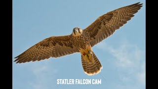 New York · Buffalo · FALCON · FROM STATLER ! 🦅 live stream