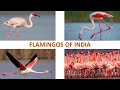 flamingos of india 🦩🇮🇳 wading birds water birds