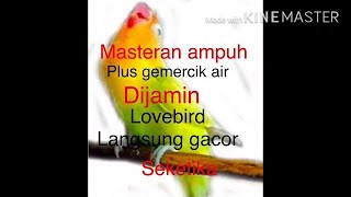 Download lagu Masteran lovebird paling ampuh plus gemercik air mp3