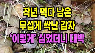 작년 먹다 남은 무섭게 싹난 감자 이렇게 심었더니 대박