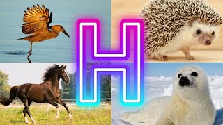 Get Ready to Meet the MOST AMAZING H Animals on the Planet