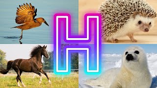 Amazing Animals Starting With H ||  Animals And Birds Starting with H