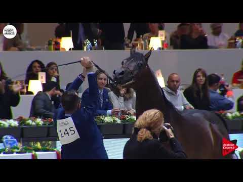 N.145 EQUATOR - Paris 2018 - Senior Stallions (Class CM 6B)