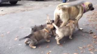 Momma Maggie has been adopted!