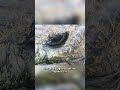 Jonathan The Tortoise Just Turned 190 Years Old