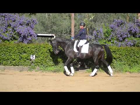 SOLD - Leadburn Don Amour