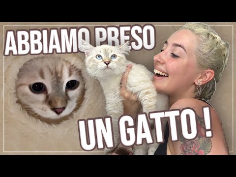 SIAMO DIVENTATI GENITORI 😽