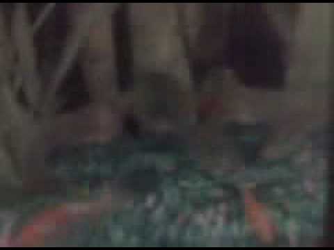 piranha feeding----sir chomps alot and mike tyson