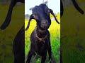 Boka Comedyfilms Funny Comedy Newcomedy Comedymovies Comedymoments Funnycomedy Animal