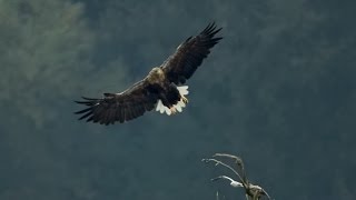 De machtige zeearend...IN SLOW MOTION (HD)