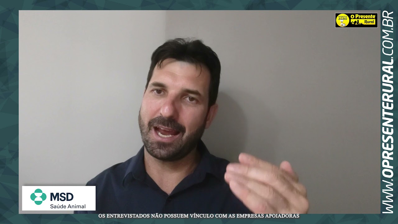 Principais indicadores de produtividade na suinocultura - Minuto Agro Suínos