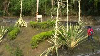 preview picture of video 'Agave americana,  century plant, maguey, American aloe,龍舌蘭'