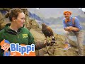 Blippi Feeds And Plays With The Animals Kids Fun Educational Cartoons Moonbug Play And Learn
