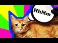 СУПЕРКОТ (SUPER CAT) 