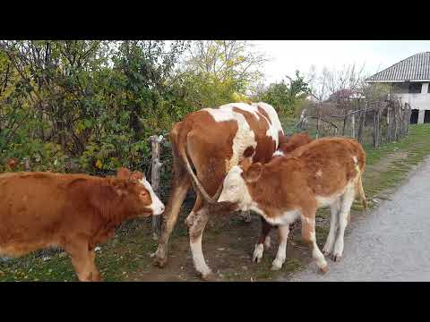 3 Viqa pijnë qumsht në një lop në Ivajë