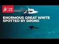 Drone spots enormous great white shark in Esperance, Western Australia