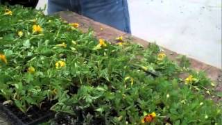 Controlling Marigold Stretch