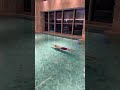 The Art Of The Dive