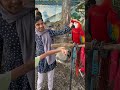 Red Macaw Bird