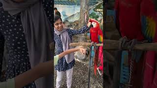 Red macaw bird