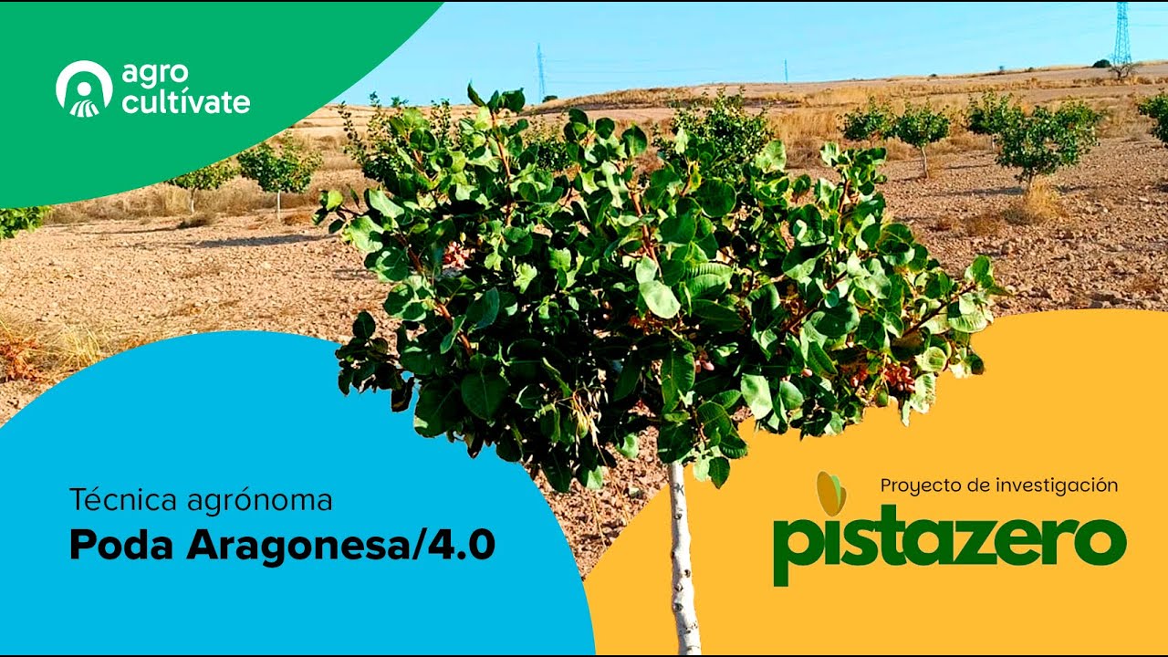 Agrocultívate - Proyecto Pistazero (Poda Aragonesa/4.0)