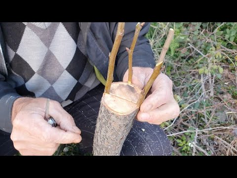 Si te shartojmë një dardhë