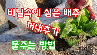 배추 재배 방법 냉해 피하는방법 배추 꺼내주기 농튜브