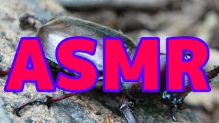 【咀嚼音のみ】カブトムシ、サソリ、タランチュラ、セミの幼虫を食べるASMR