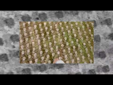 WALKING IN NOVA GORICA