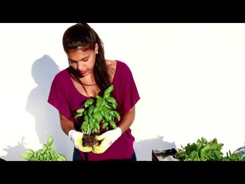 Assemblage de 1 set (3 modules) Minigarden Vertical