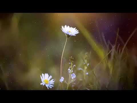 QHHT practitioners have a quantum session part 2 #NewEarth #shiftingto5D #OldEarth