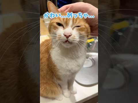 猫の恐ろしい寝癖。