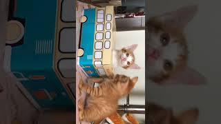 【新車納車】#むぎほ #新車 #納車動画 #保護猫