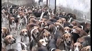 The County Limerick Hounds 1996