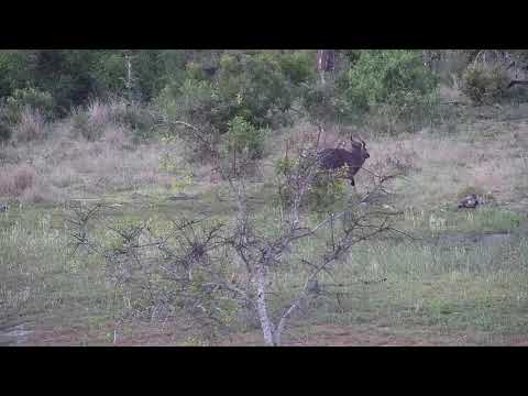 Djuma: Nyala bull - 18:20 - 11/12/20