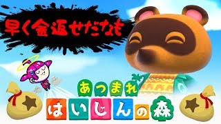 【🔴生放送】タランチュラ乱獲のやり方とタヌキへの献上品探す放送【あつ森】
