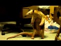 Anteater Hit And Run