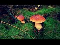 Přeskopec, Rudovous